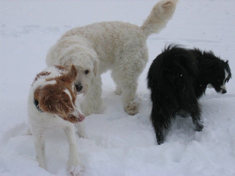 White-Brown and black dog