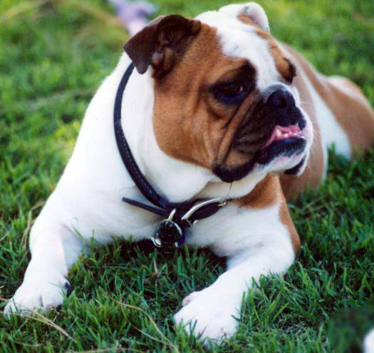 Natural health formulas for pets