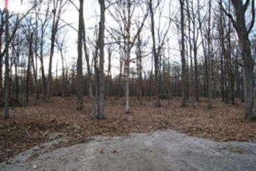 Home — Forest with Fallen Leaves in Murray, KY