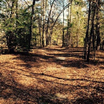 Path through a sunlit forest, covered in brown leaves, with tall trees on both sides.