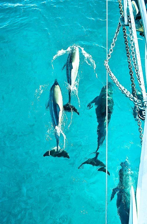 Dolphins swimming by catamaran yacht