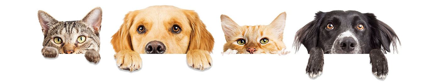cat and dogs looking over