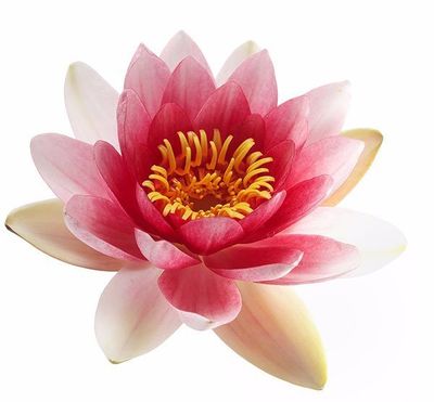 lotus flower