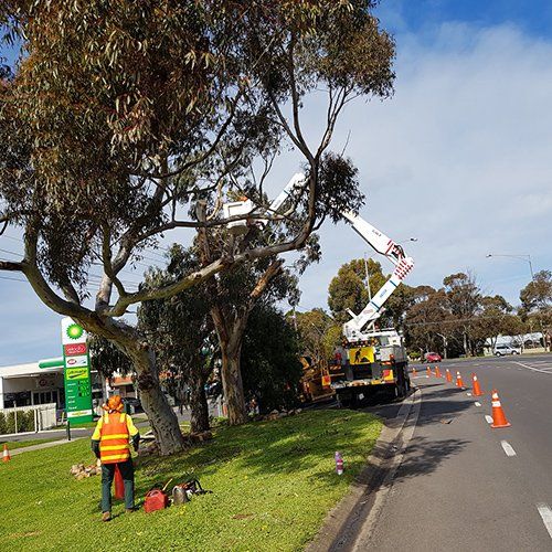 Tree Services