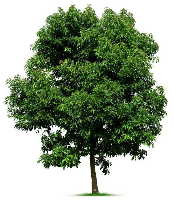 albero