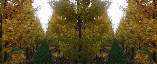 alberi da frutto