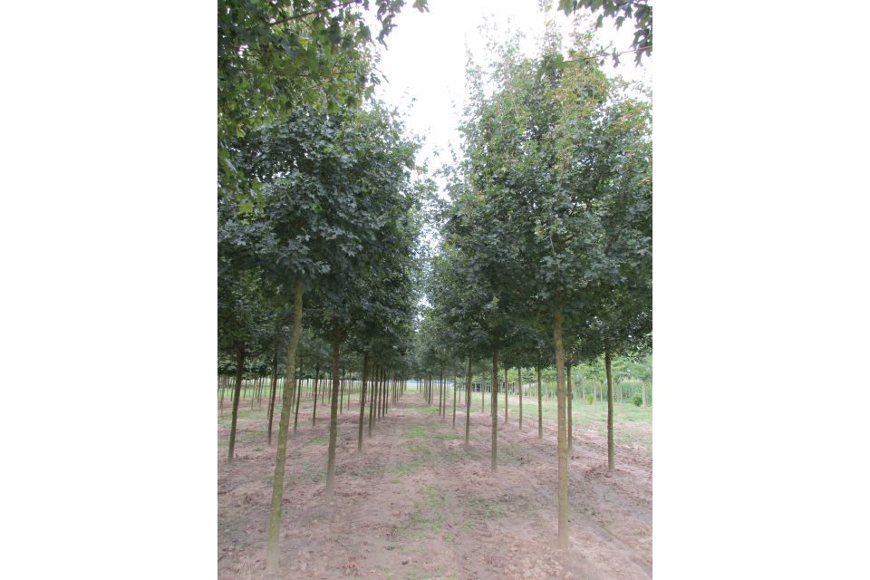 filari di alberi