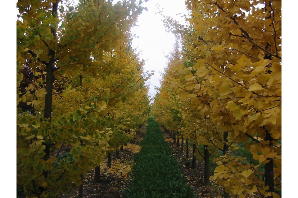 ginko