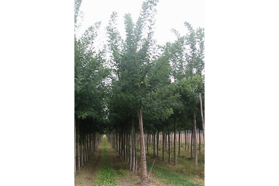 produzione alberi