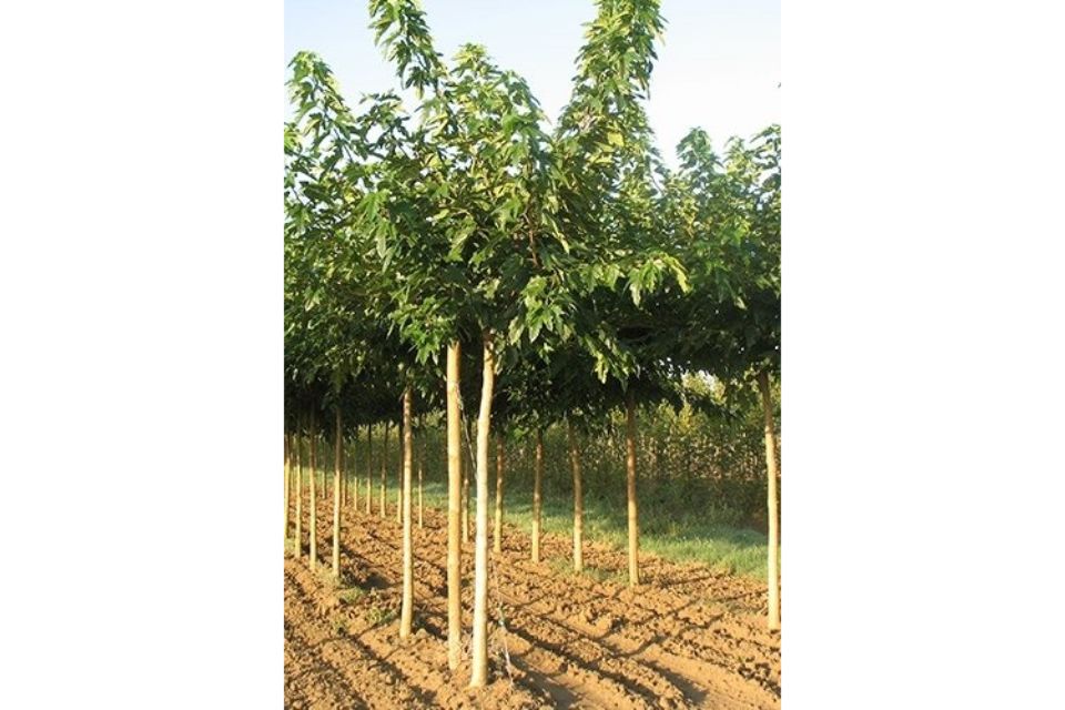 albero da frutto