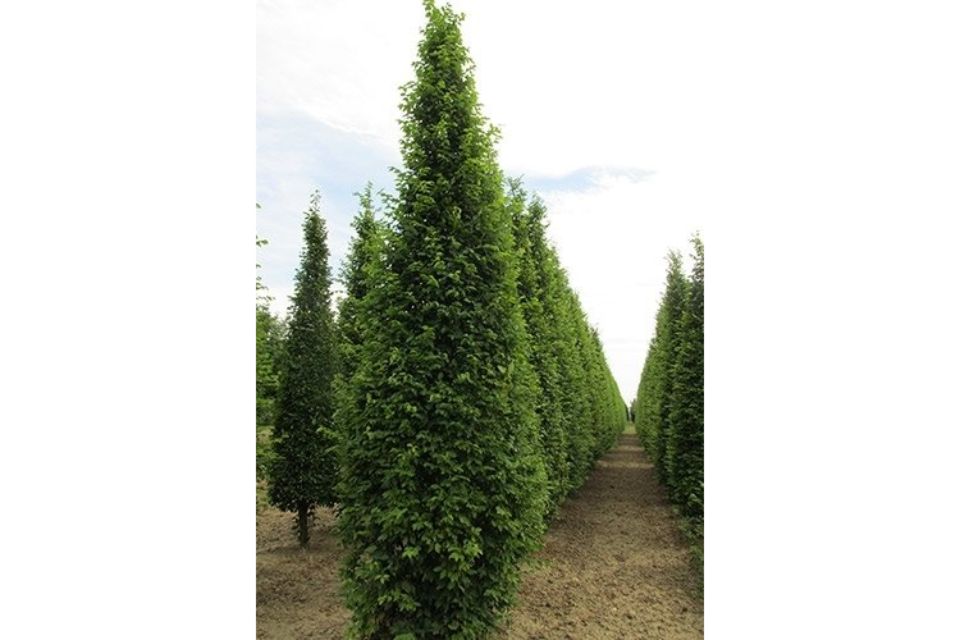 albero sempreverde