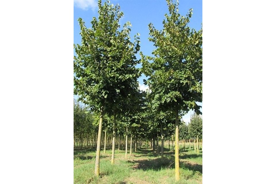 parco vivaistico