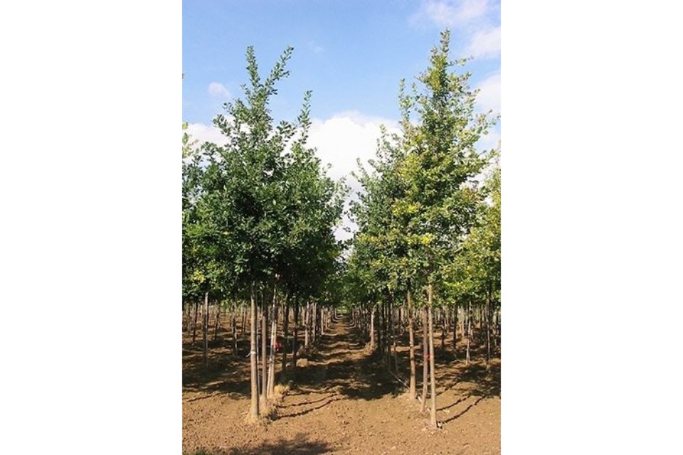 coltivazione alberi