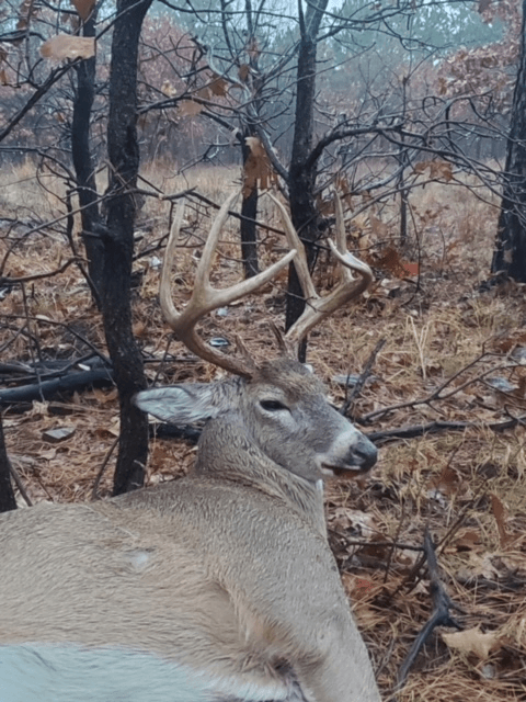 Deer Harvest 3