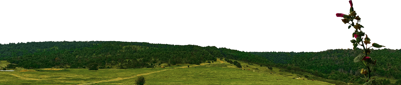 Landscape overview