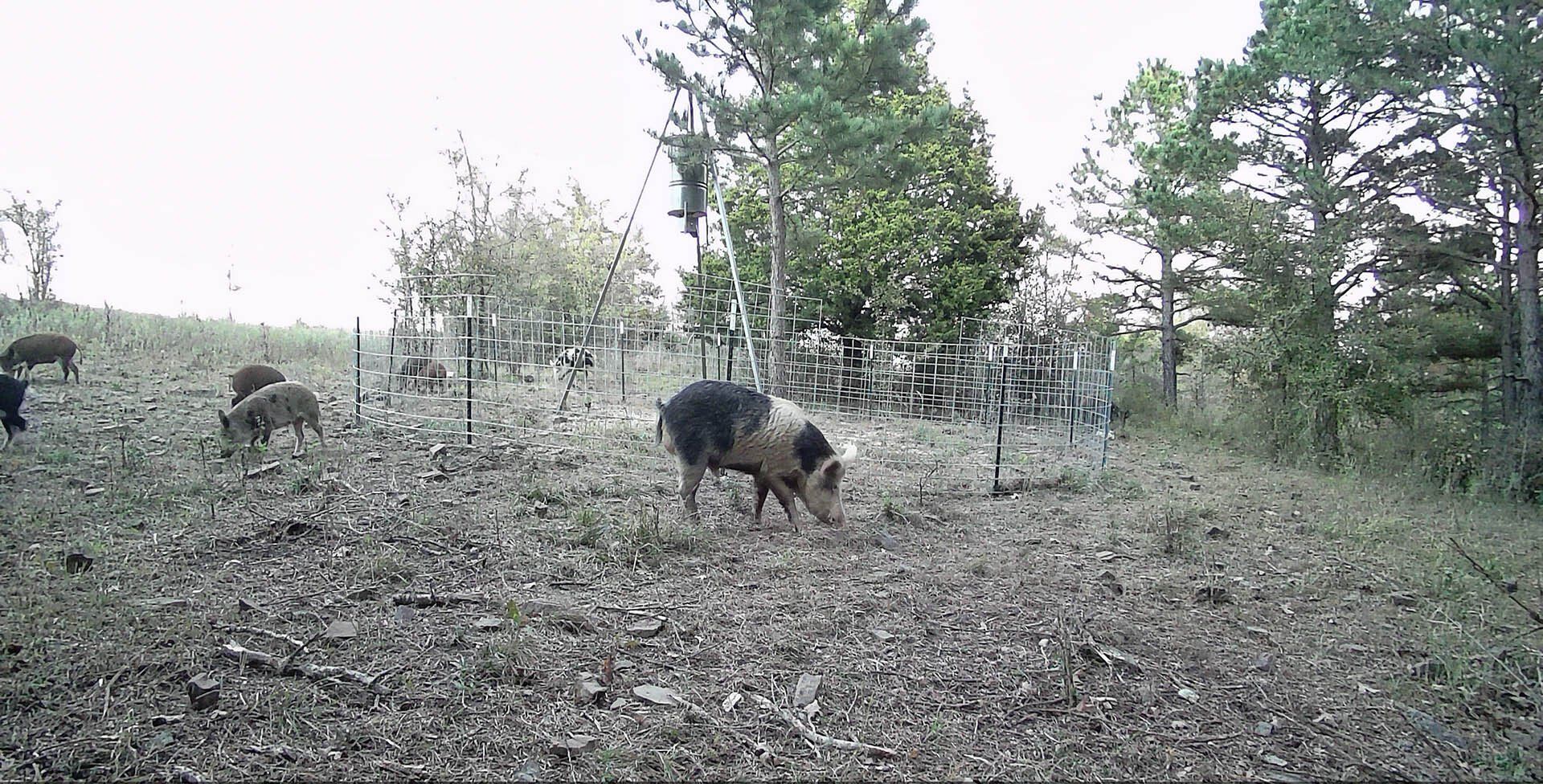 Hog  3