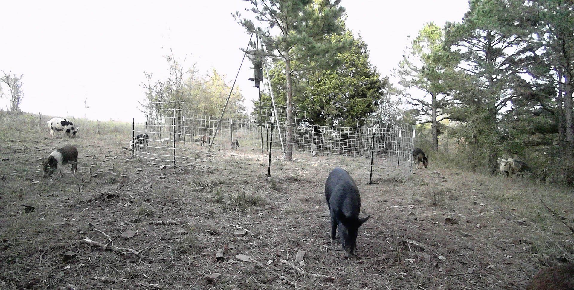 Hog  2