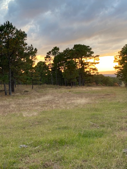 Landscape 3