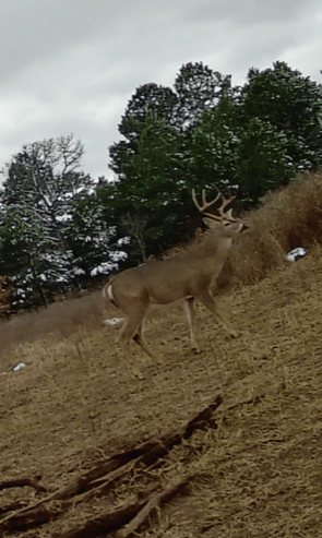 White Tail Deer 1