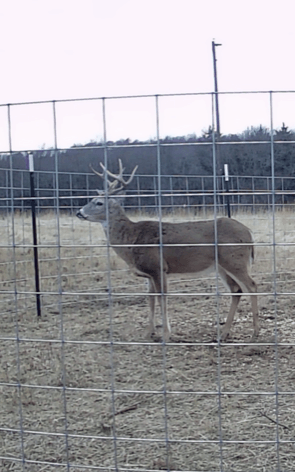 White Tail Deer 2