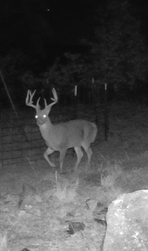 White Tail Deer 4