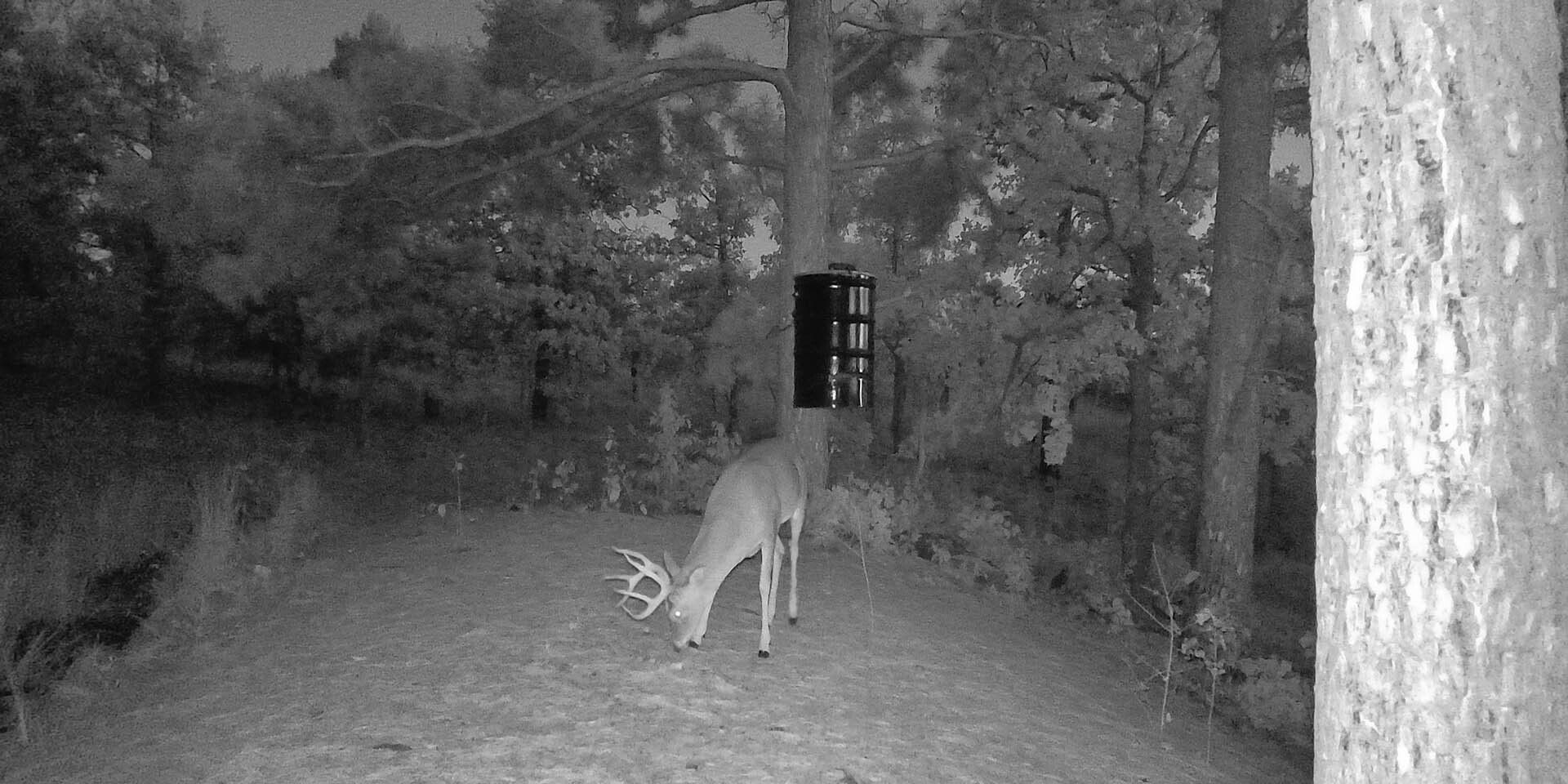 White Tail Deer 6