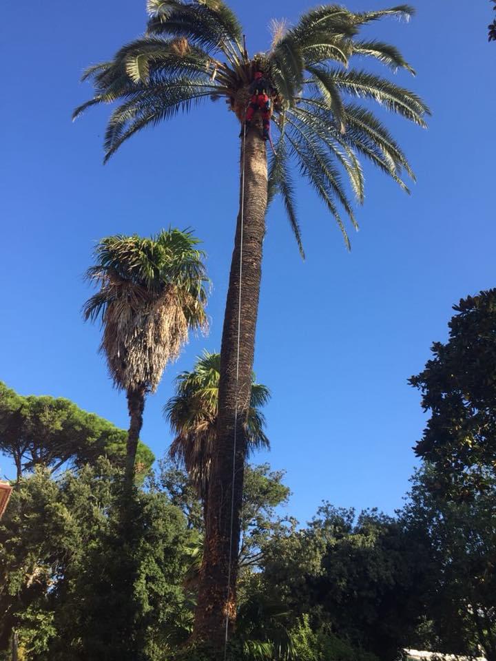 punteruolo rosso