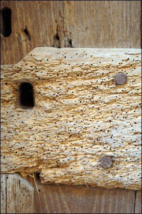 Timber specialists - Annan, Dumfires and Galloway - Martin Irving Preservation - Woodworm Woodworm
