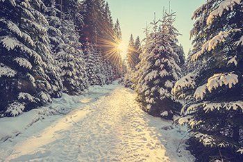 Snow Covered Pine Trees On Sunset