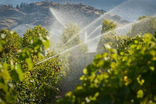 Vineyard Water Irrigation Vineyard Water Irrigation