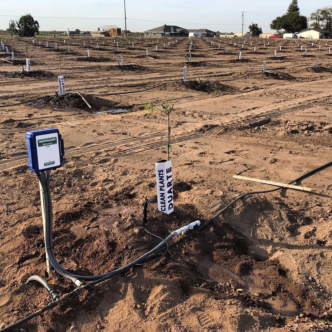 Field of newly planted trees with irrigation system.