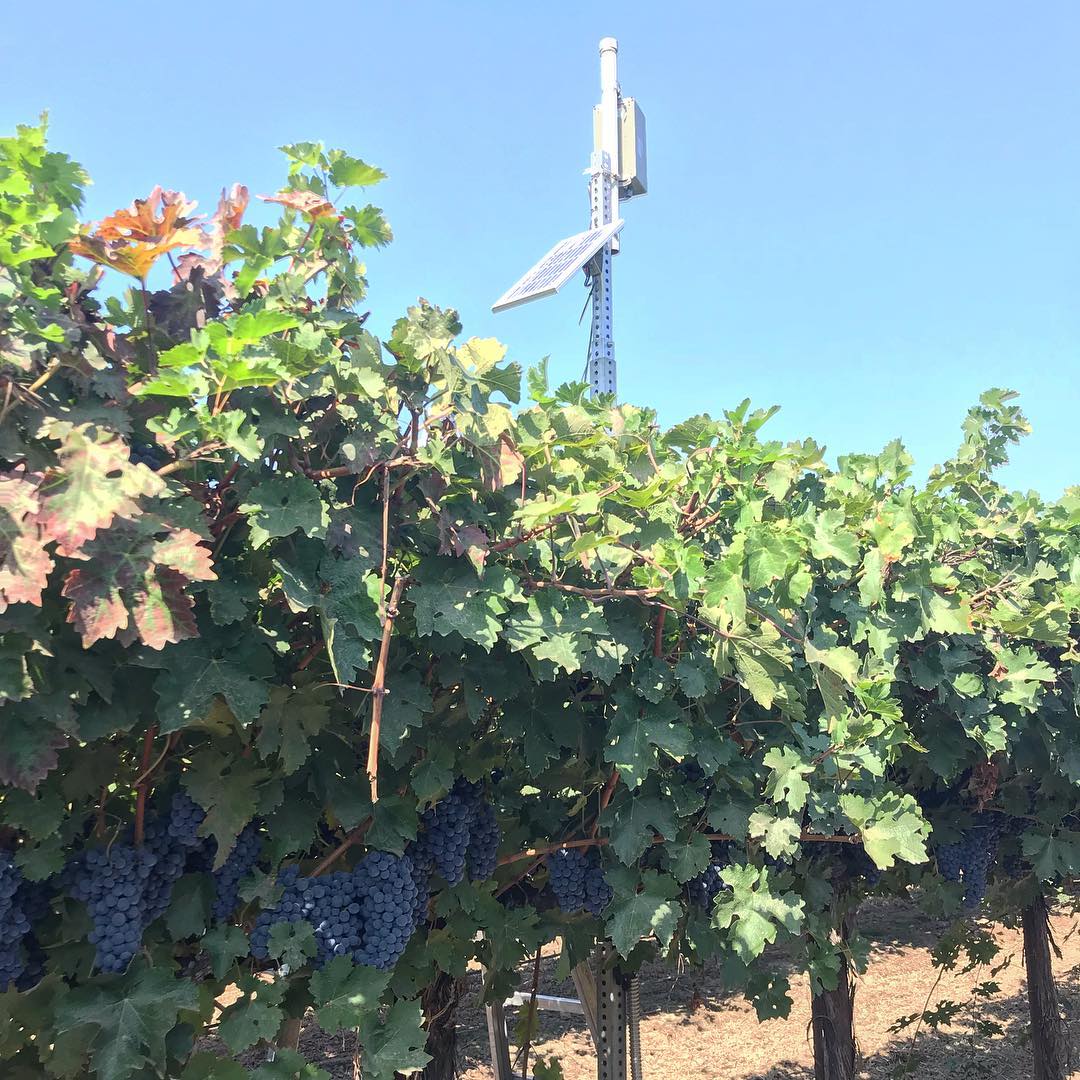 Grape vines with blue grapes in a vineyard, a cell tower in the background under a clear blue sky.