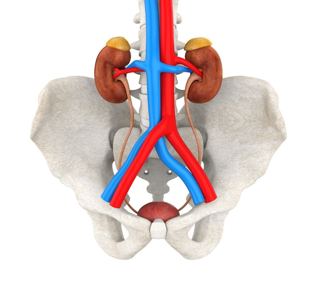 urologo