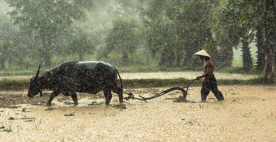 buffalo farmer