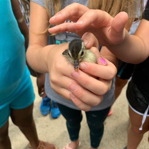 Kids Petting a Bird — Tyler, TX — Stepping Stone School Kids Petting a Bird — Tyler, TX — Stepping Stone School