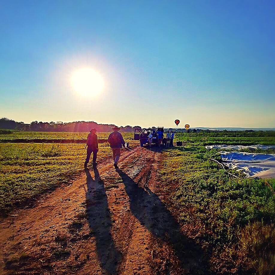 Market Farming