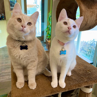 2 cats