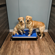 Pet Boarding Wilmington, NC