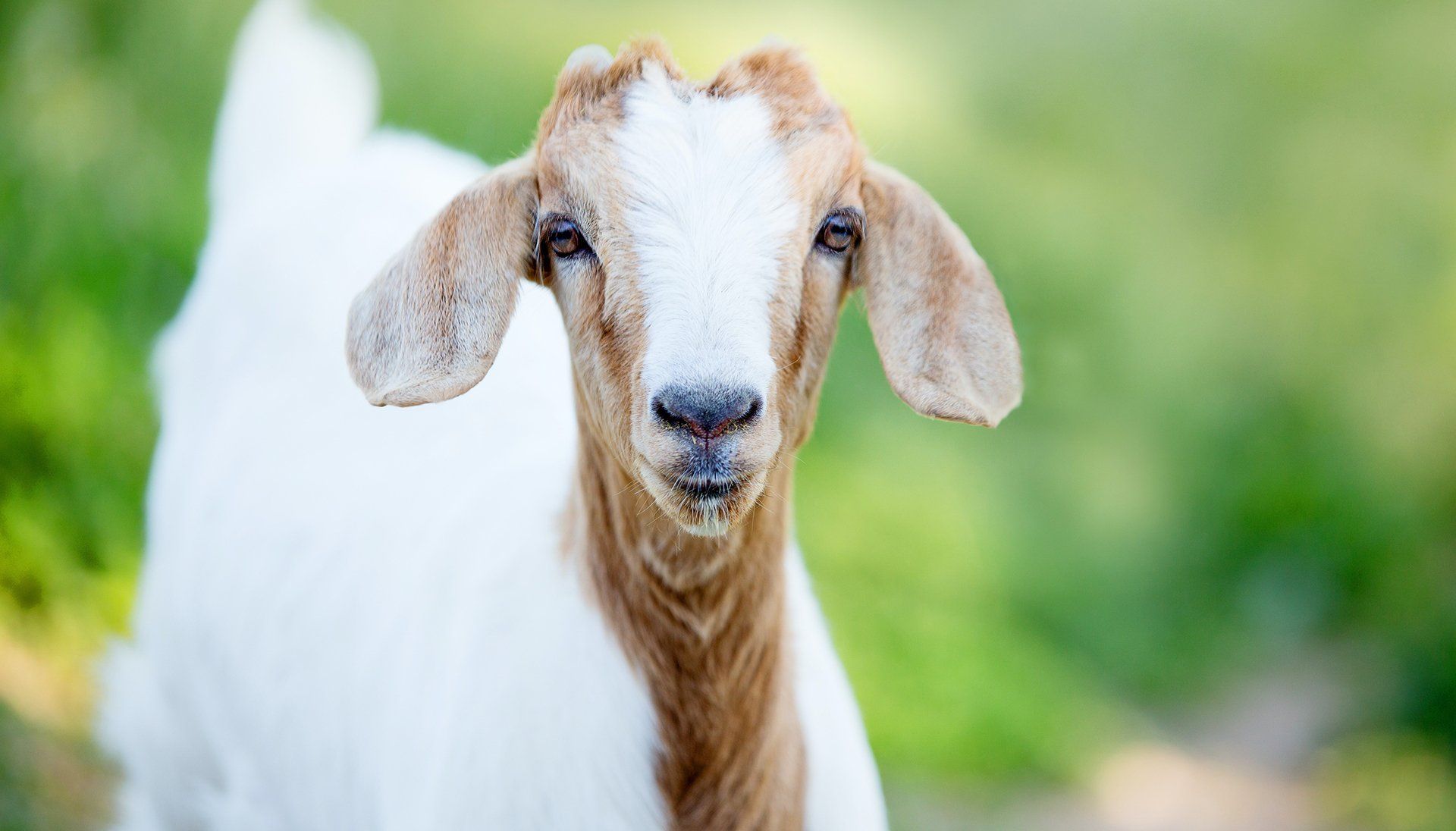 Les bienfaits du lait de chèvre bio Essentiel Nature Cosmétique. L'allié des peaux sensibles et sauveur des peaux sèches.