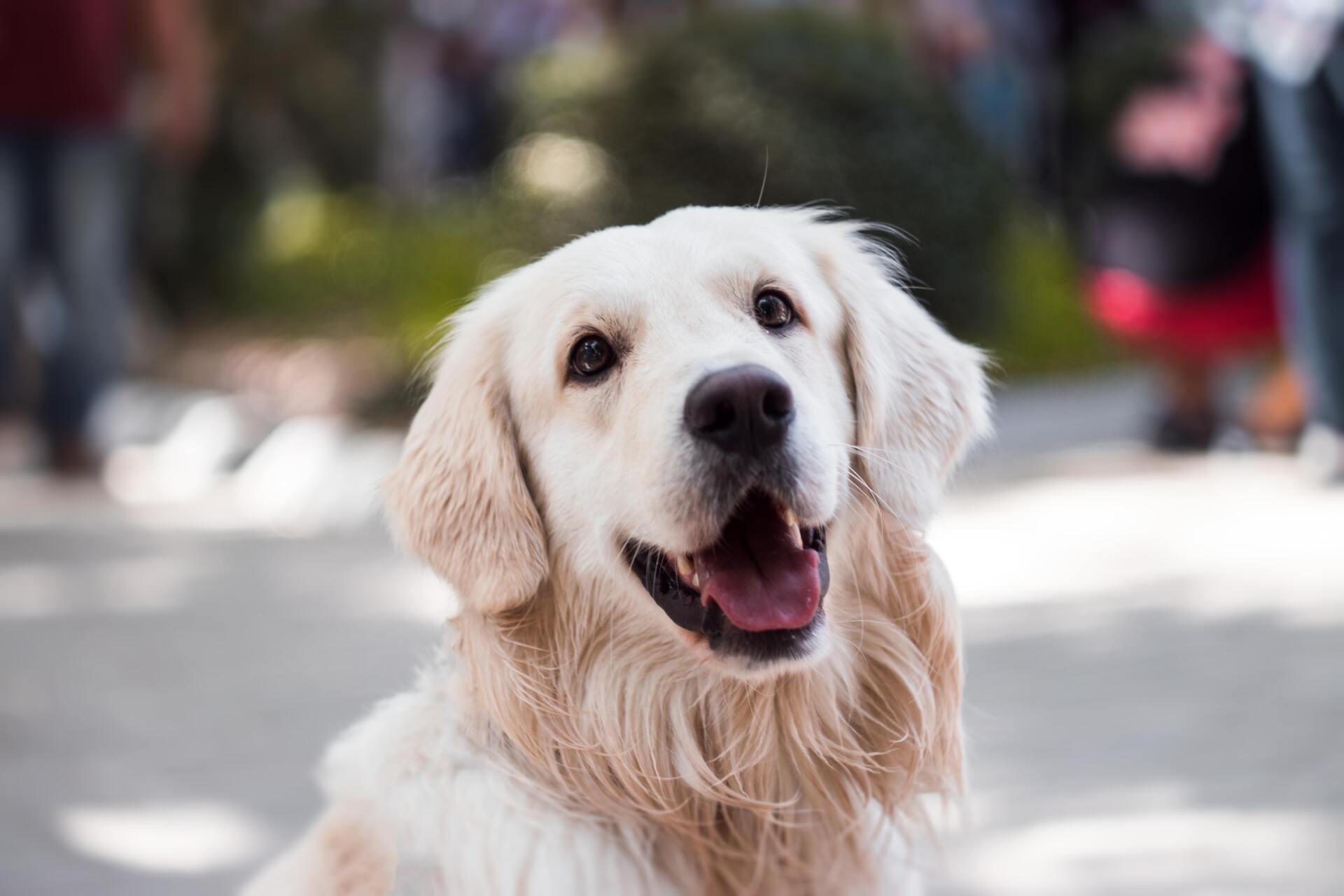 L'aloe vera pour chiens, chats, chevaux...Nos amis les animaux aussi méritent d'être chouchoutés avec des produits de qualités
