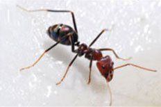 ants
