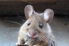 rats