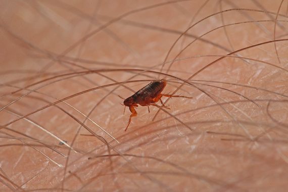 Fleas & Ticks