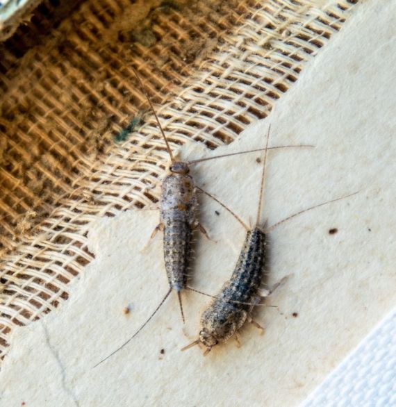 Silverfish