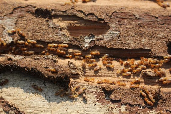 Bedbugs