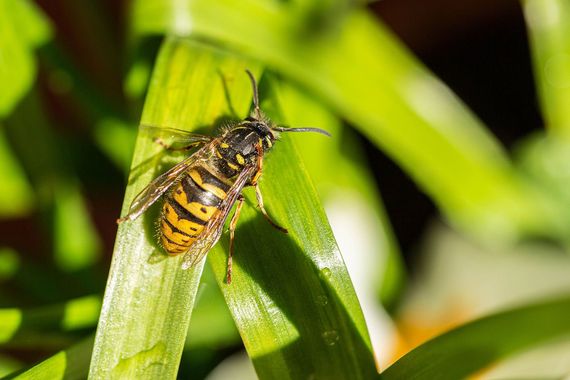 Bees & Wasps