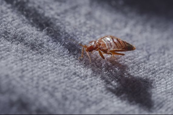 Bedbugs