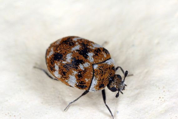 Carpet Beetles
