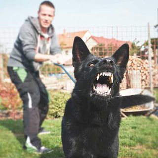 dog bite