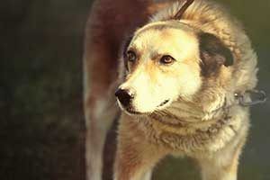 dog bite